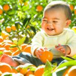 פירות הדר לתינוקות
